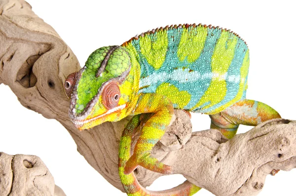 Kleurrijke chameleon. — Stockfoto