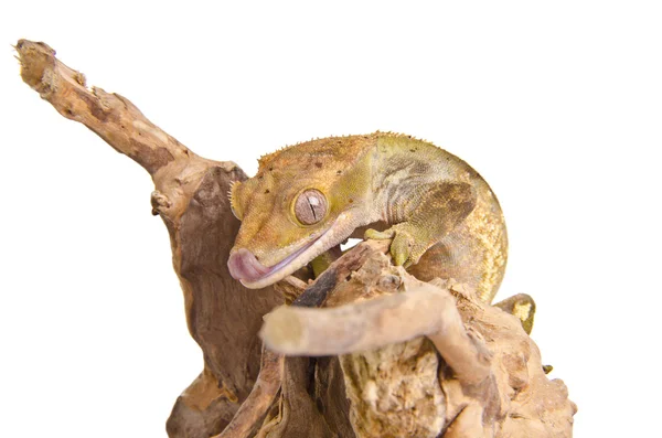 Crested gecko — Fotografie, imagine de stoc
