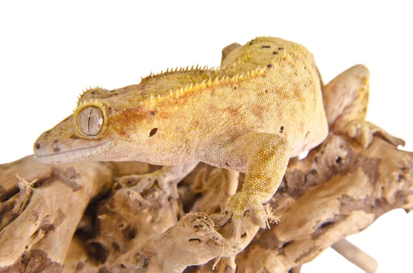 Gecko à crête — Photo