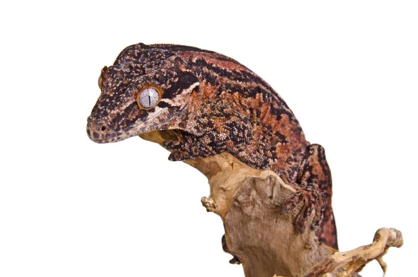 Gárgola Gecko — Foto de Stock