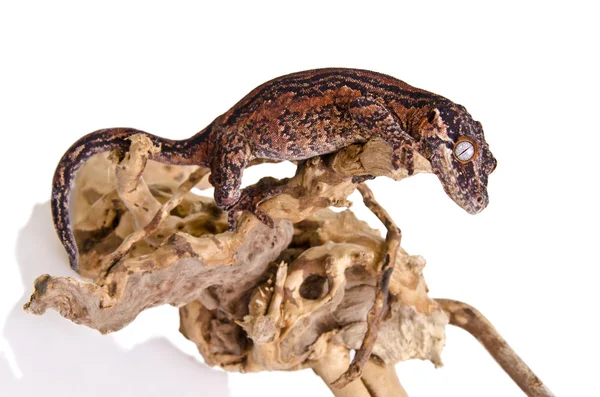 Gargoyle Gecko — Fotografie, imagine de stoc