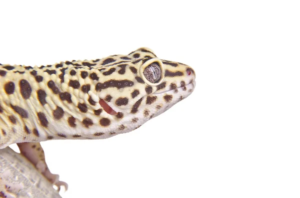 Primer plano del retrato de Gecko — Foto de Stock