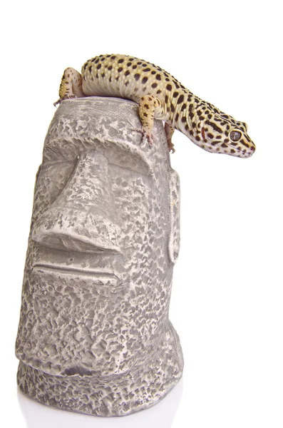 Gecko の肖像画のクローズ アップ — ストック写真