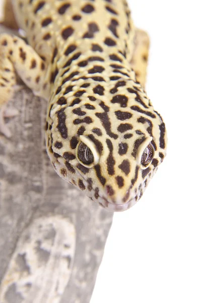 Detailní portrét Gecko — Stock fotografie