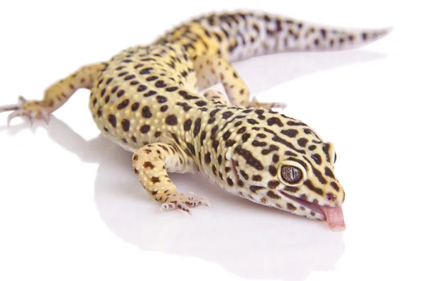 Gecko portre tatlı — Stok fotoğraf