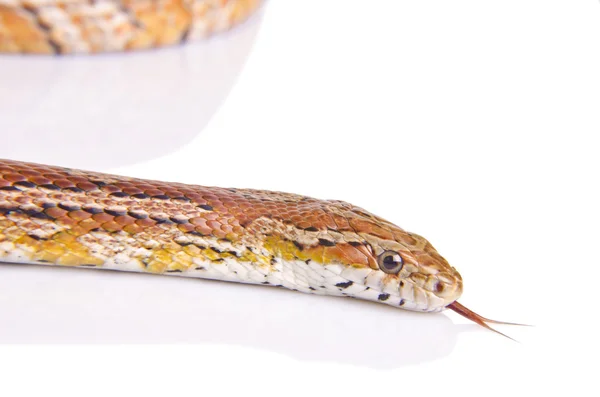 Corn snake against white background — Stock Photo, Image