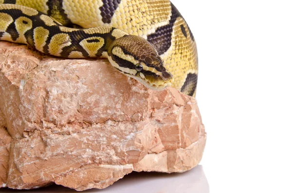 Ball python — Stock Photo, Image
