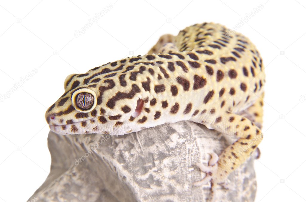 Gecko portrait closeup