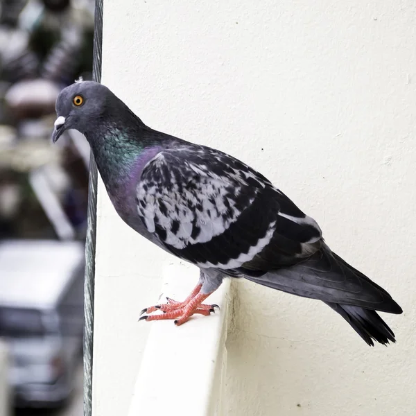 一个灰色的鸽子 — 图库照片