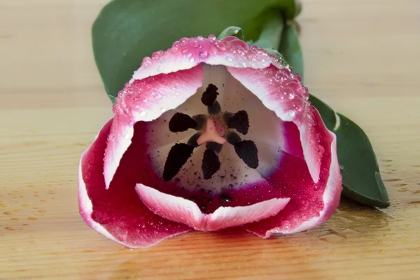 Één tulip met wit waterdruppels — Stockfoto