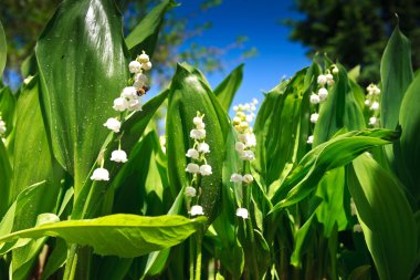 Lily-of-the-valley clipart