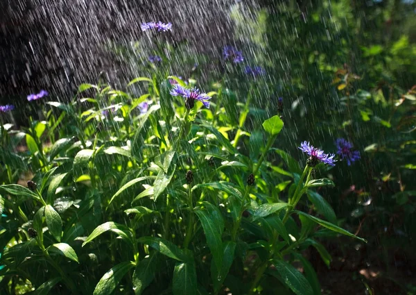 Blommor i regnet — Stockfoto