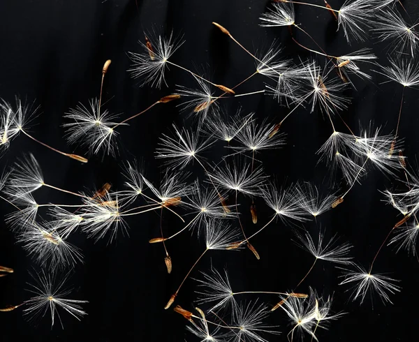 Dandelion fuzz gotas inchadas — Fotografia de Stock