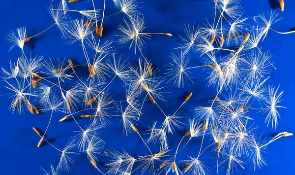 Dandelion fuzz swelled drops — Stock Photo, Image