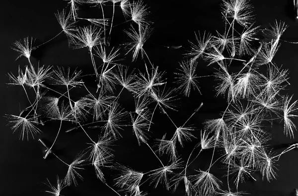 Dandelion fuzz swelled drops — Stock Photo, Image