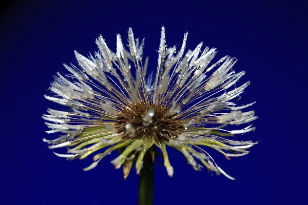 Drops dandelion — Stock Photo, Image