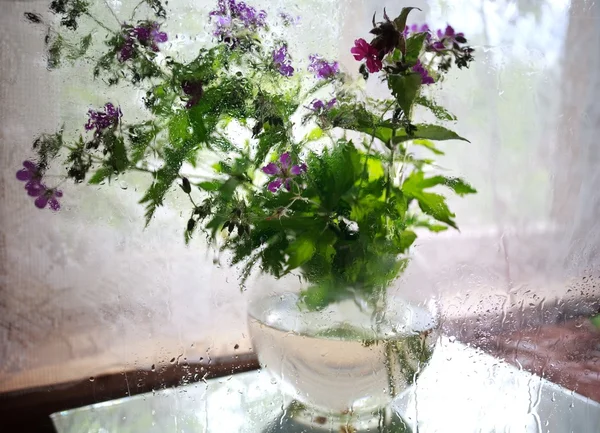 Vatten droppar på blommor bakgrund — Stockfoto