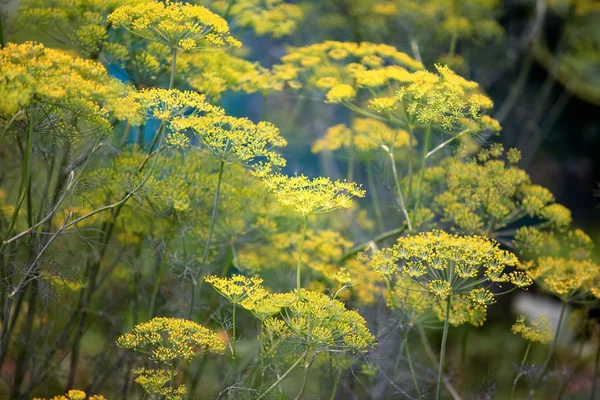 stock image Fennel