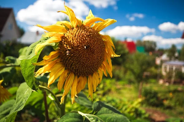 Sunflower bumblebees — Stock Photo, Image