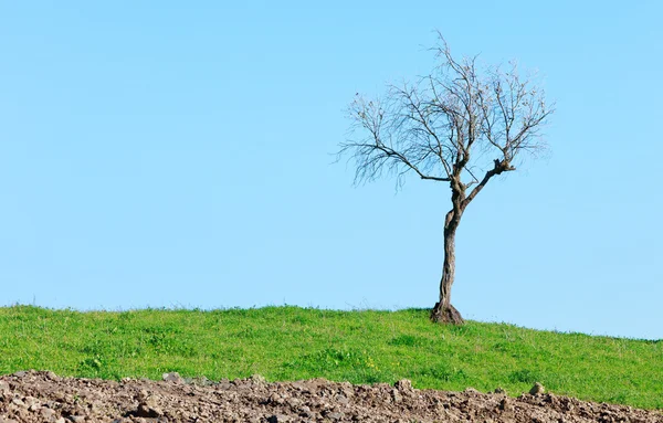 Lonely bare tree and green grass on blue sky background