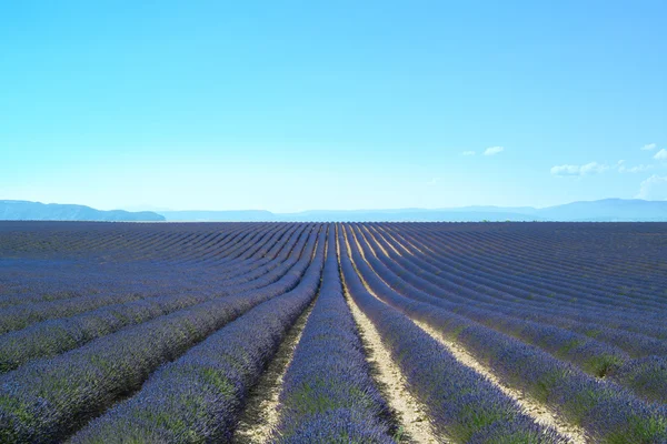 Lavendelblüten blühende Felder endlose Reihen. valensole provence — Stockfoto