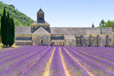 Abbey of Senanque blooming lavender flowers. Gordes, Luberon, Pr clipart