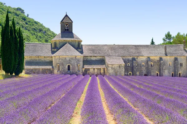 Abtei der Senanque blühenden Lavendelblüten. Gordes, luberon, pr — Stockfoto