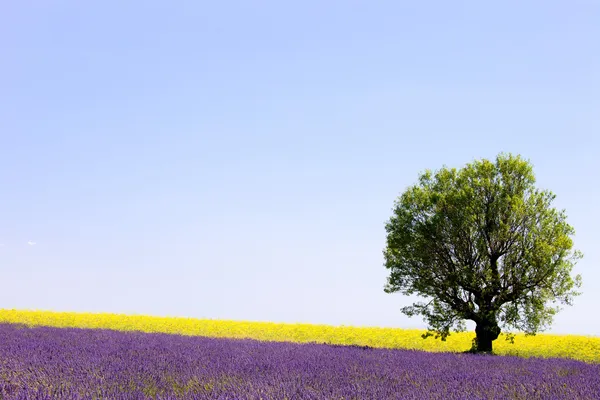 Champ fleuri de lavande et de fleurs jaunes, arbre solitaire. Provenc — Photo
