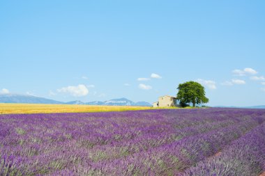 Lavender flowers blooming field, house and a tree. Provence, Fra clipart