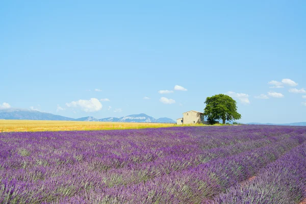 Flores de lavanda campo florescente, casa e uma árvore. Provence, Fra — Fotografia de Stock