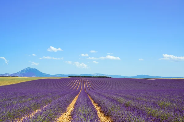 Lavendel blomma blommande fält och träd rad. valensole provenc — Stockfoto