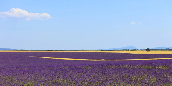 Lavanda flores florescendo campo, linhas de trigo. Valensole, Provenc — Fotografia de Stock