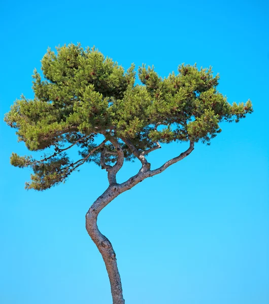 Изогнутое дерево морской сосны на голубом фоне неба. Прованс, Фрэн — стоковое фото