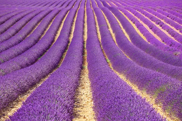 Champs fleuris de fleurs de lavande comme motif ou texture. Provence , — Photo