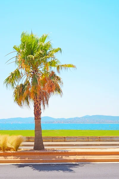 stock image Saint Raphael beach, sea bay and palm. Azure Coast, Provence.