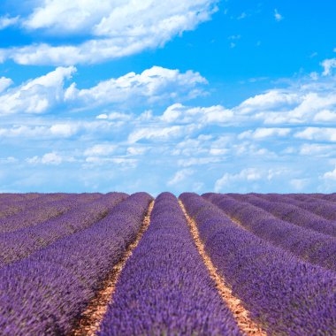 Lavender flower blooming fields horizon. Valensole Provence, Fra clipart