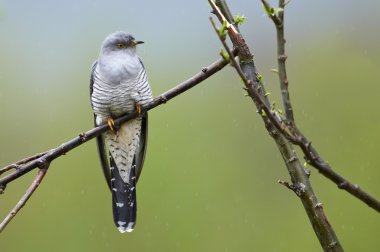 Perching common cuckoo (Cuculus canorus) clipart