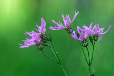 Düzensiz Robin (Lychnis flos-cuc? li)