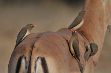 Red-billed Oxpecker (Buphagus erythrorhynchus) on the back of an Impala antelope stock vector