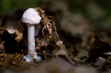 Deadly poisonous destroying angel clipart