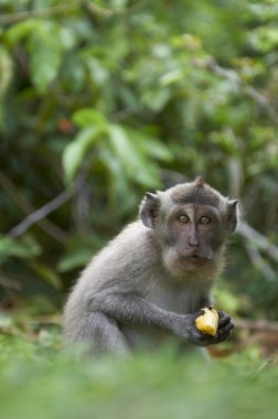 Yengeç yiyen Macaque (Macaca fascicularis)