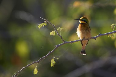 Küçük Arı Yiyen (Merops Pusillus)