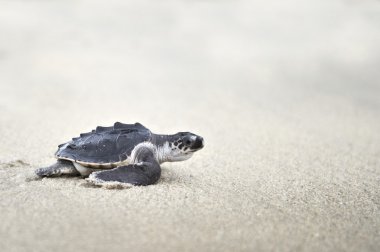 Young Olive ridley (Lepidochelys olivacea) sea turtle