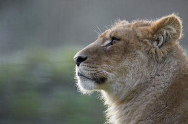 Genç aslanı (panthera leo profil portresi)