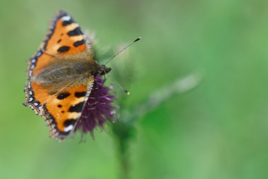 Küçük kaplumbağa kabuğu (aglais urticae)