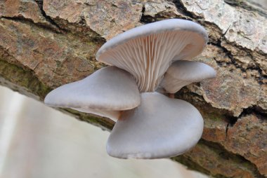 A cluster of Oyster mushroom (Pleurotus ostreatus) on dead willow tree clipart