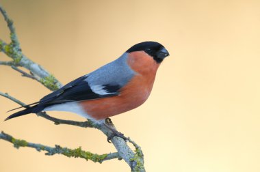 Common Bullfinch (Pyrrhula pyrrhula) perched on a branch clipart