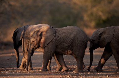 gece karanlığında yol geçtikten üç küçük bebek Afrika filleri