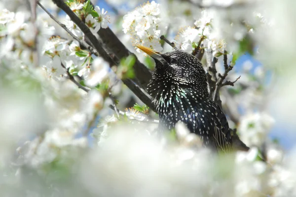 Поющий самец скворец среди цветущей вишни — стоковое фото