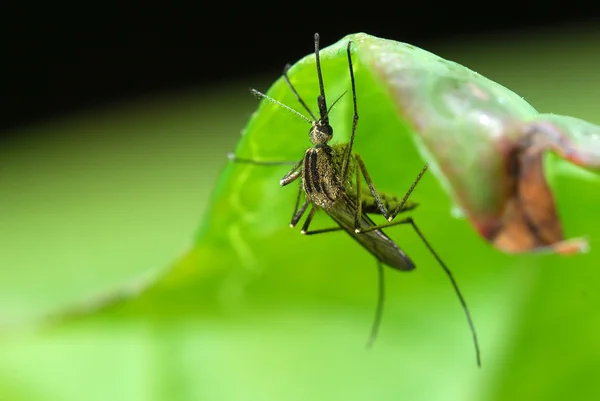 Mosquito on green leaf — Stock Photo, Image